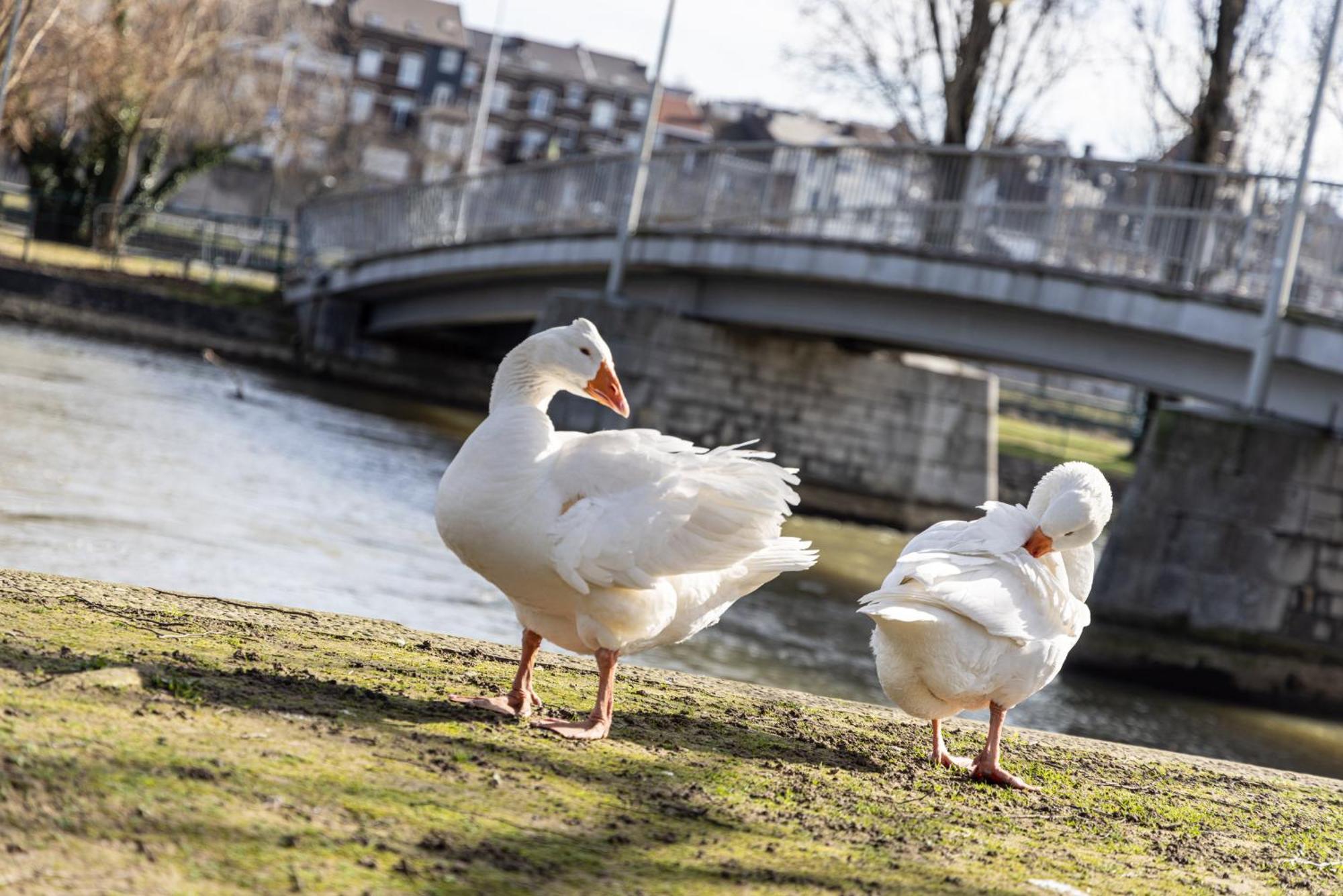 Le Relais De La Maillere Apartment Dalhem ภายนอก รูปภาพ